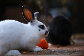 Obraz premium Cute little rabbit on green grass with natural bokeh as background during spring. Young adorable bunny with fresh vegetable.