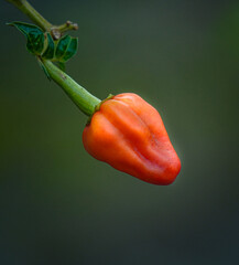 A single ripe orange habanero pepper hangs from its stem against a blurred green background.