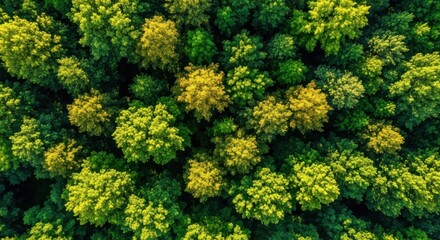 Aerial drone view looking down at a lush green forest canopy with sunlight.