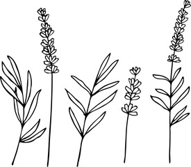 Vector hand drawn lavender set illustration isolated on a white background.