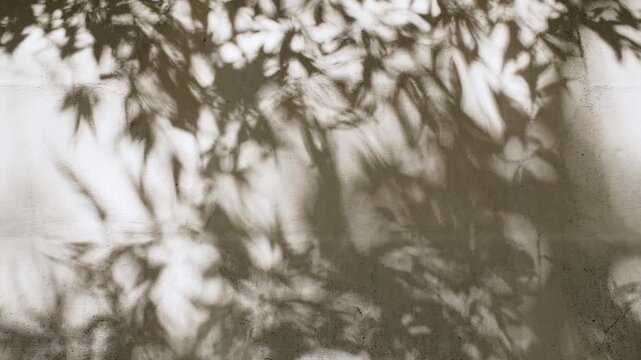 Soft light and shadows from tree branches, plant, foliage.The leaves transparent, blurred shadows are reflected in the morning sunlight. Sun and shadows. Product presentation, mockup for advertising. 