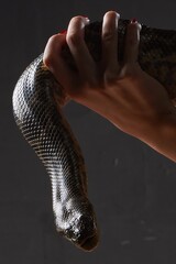 Woman with Red Manicure Holding a Large Dark Snake