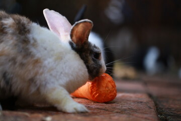 Cute little rabbit on green grass with natural bokeh as background during spring. Young adorable...