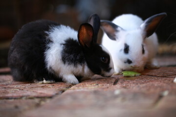 Cute little rabbit on green grass with natural bokeh as background during spring. Young adorable...
