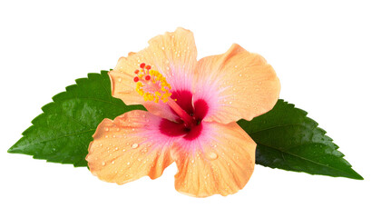Close-up of a vibrant peach and pink hibiscus flower with green leaves and water droplets
