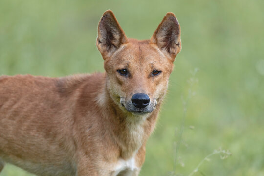 Australian dingo.
Wild Australian dingo in natural bushland habitat. Native predator of Australia photographed outdoors with natural light.