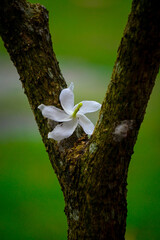 Delicate White Flower Resting on a Mossy Tree Branch.