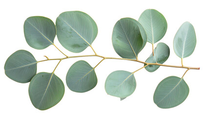 Close-up of eucalyptus branch with round leaves against a solid black background