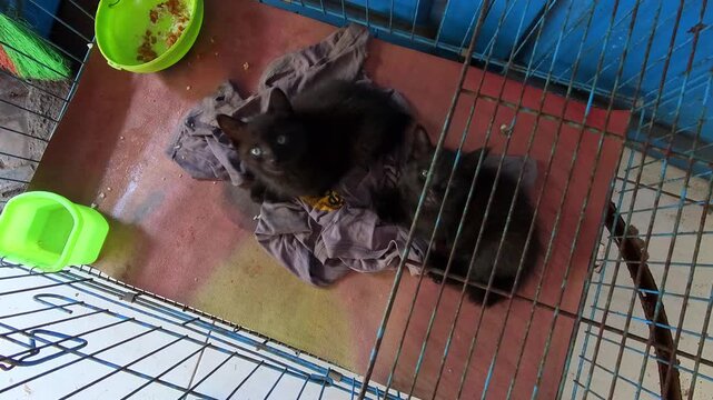 Overhead shot clip of two pet black kittens looking up. Videography of pets in quarantine due to illness at an animal shelter in 4K HD resolution.