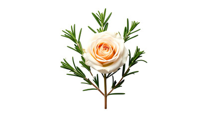 A cream rose surrounded by rosemary sprigs, against a stark black background
