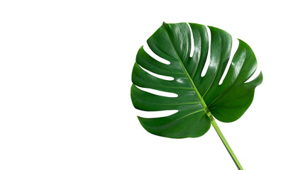 A vibrant Monstera leaf on a black background, showcasing its glossy surface and intricate pattern
