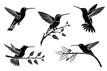 Hummingbirds in flight and rest isolated on white background, Vector