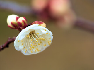 12月に美しく咲いた白い梅