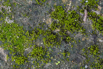 Vibrant Green Moss Growing on Rough Concrete Surface Texture.