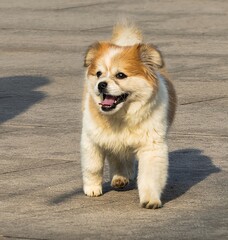 Asia, China, Luoyang, Shaolin Kung Fu Temple, dog in the park