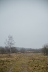A foggy landscape with a dirt path leading through a grassy field. Sparse trees are visible in the background, creating a serene and tranquil atmosphere.