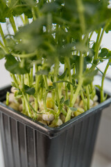 Green sprouts growing in a black plastic pot. The plants have thin stems and small leaves, indicating healthy growth. Ideal for gardening and agriculture themes.