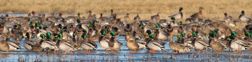 Large flock of mallard ducks - Anas platyrhynchos standing on ice on shallow wetland water at Warta...