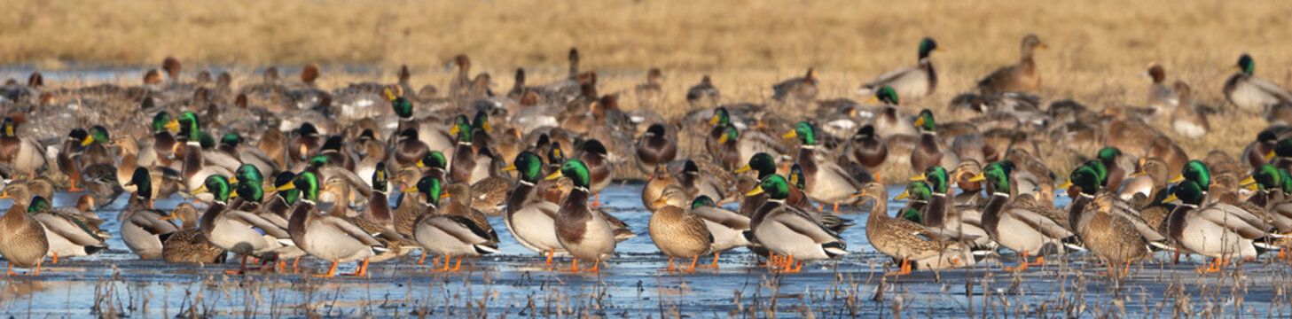 Large flock of mallard ducks - Anas platyrhynchos standing on ice on shallow wetland water at Warta Mouth National Park, Poland with green-headed males and brown females in natural marsh landscape.