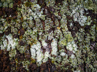 Tree bark texture with growing lichen and moss