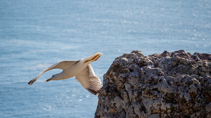 Seagull flying over cliffs in Nazar&eacute;, Portugal