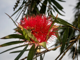 Red bottlebrush tree flower blooming outdoors in sunlight