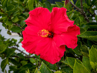 Red hibiscus flower blooming outdoors on a green bush
