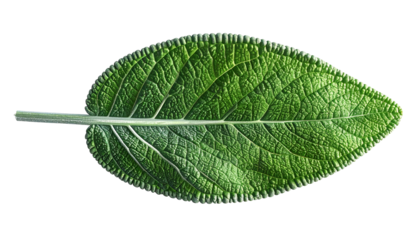 Vibrant close-up of a single, textured green leaf against a black background