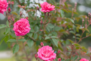 Pink roses bloom on a green bush. The flowers are vibrant and lush, surrounded by healthy green leaves. A serene garden setting is visible in the background.