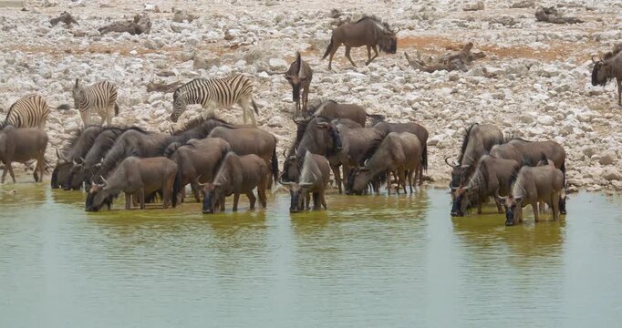 4K video; Herd of wildebeest (Connochaetes taurinus) drinking from a waterhole, Etosha National Park Namibia