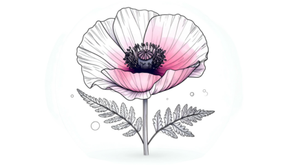 Delicate poppy flower in bloom, with pink petals, black center, and green leaves