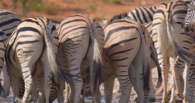 4K video; Chaos at a waterhole when a herd of Zebras is coming to drink. 