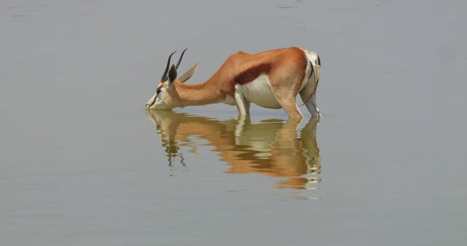 4K video; Springbok (Antidorcas marsupialis) antelope standing in waterhole and drinking, Etosha National Park Namibia
