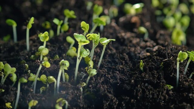 Germination process of a plant sprout growing from soil timelapse showing agriculture cultivation and scientific study of natural plant development and life cycle
