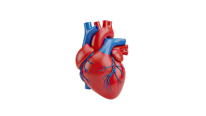 3D Anatomical Model of the Human Heart