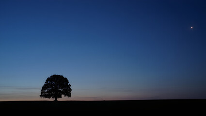 A beautiful sunset sky with orange clouds silhouettes a lonely tree on the beach landscape as the sun nears the horizon at dusk