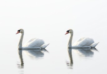 Fototapeta premium Two Elegant White Swans Swimming on Calm Water in Soft Light