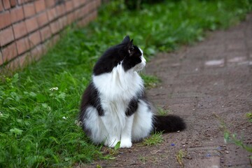 Obraz premium A domestic cat walks outside in the summer. Pet care.
