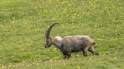 male ibex in a flowery field, Vercors, France