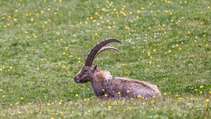 male ibex in a flowery field, Vercors, France