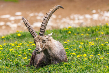 male ibex in a flowery field, Vercors, France