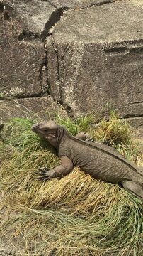 a rhinoceros iguana standing on grass and rocks. It is an endangered species endemic to the Caribbean island of Hispaniola. an iguana at the zoo