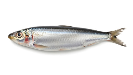 Fresh Fish on White Background