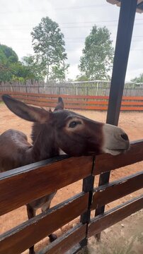 a cute brown donkey behind fence in a zoo. a donkey peeks through a fence asking for food at Aviary Park, Bintaro, Indonesia. outdoor fence for the donkey