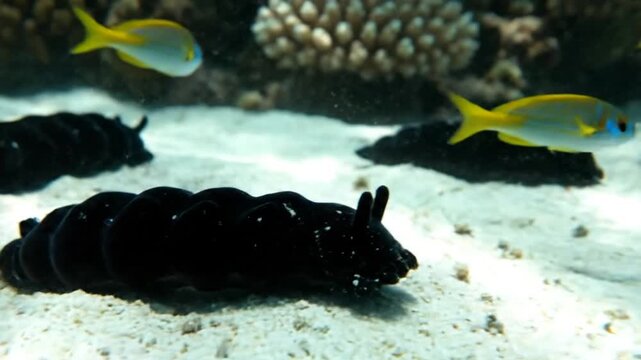 Black sea cucumbers on sandy ocean floor