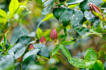 Close-up photo of a Red Passionflower (Passiflora vitifolia) flower bud growing
