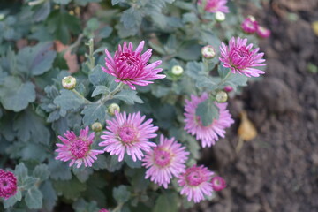 Not fully opened pink flowers of Chrysanthemums in October