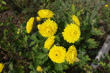 Vibrant yellow flowers of Chrysanthemums in October