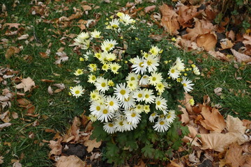 Cream white flowers of daisy like Chrysanthemums in October