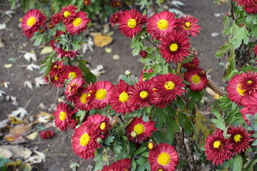 Good deal of red and yellow flowers of semidouble Chrysanthemums in November